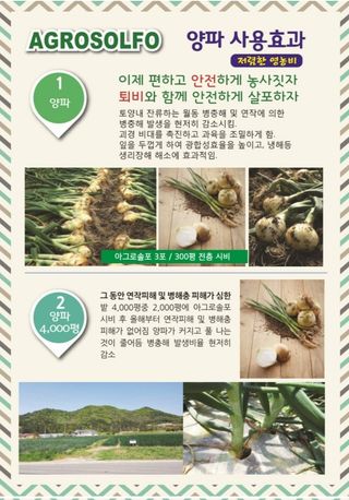 대산농사대장님의 감자 · 자유게시판 작성글 사진