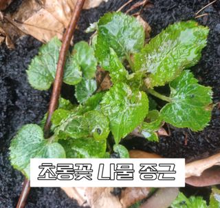 무료지식나눔 팜닥터님의 자유주제 · 사진전 작성글 사진