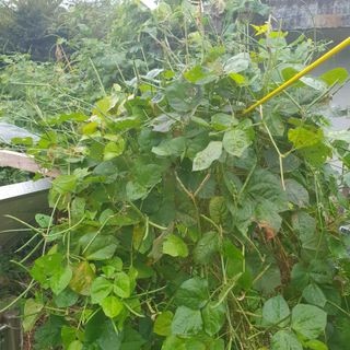 가평규남터밭농사님의 2024년 출석왕중왕 결과 공유해요 👑 · 참여글 작성글 사진