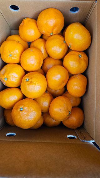 고강농원 강영자님의 작성글 사진