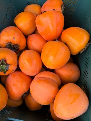 농부손녀님의 작성글 사진