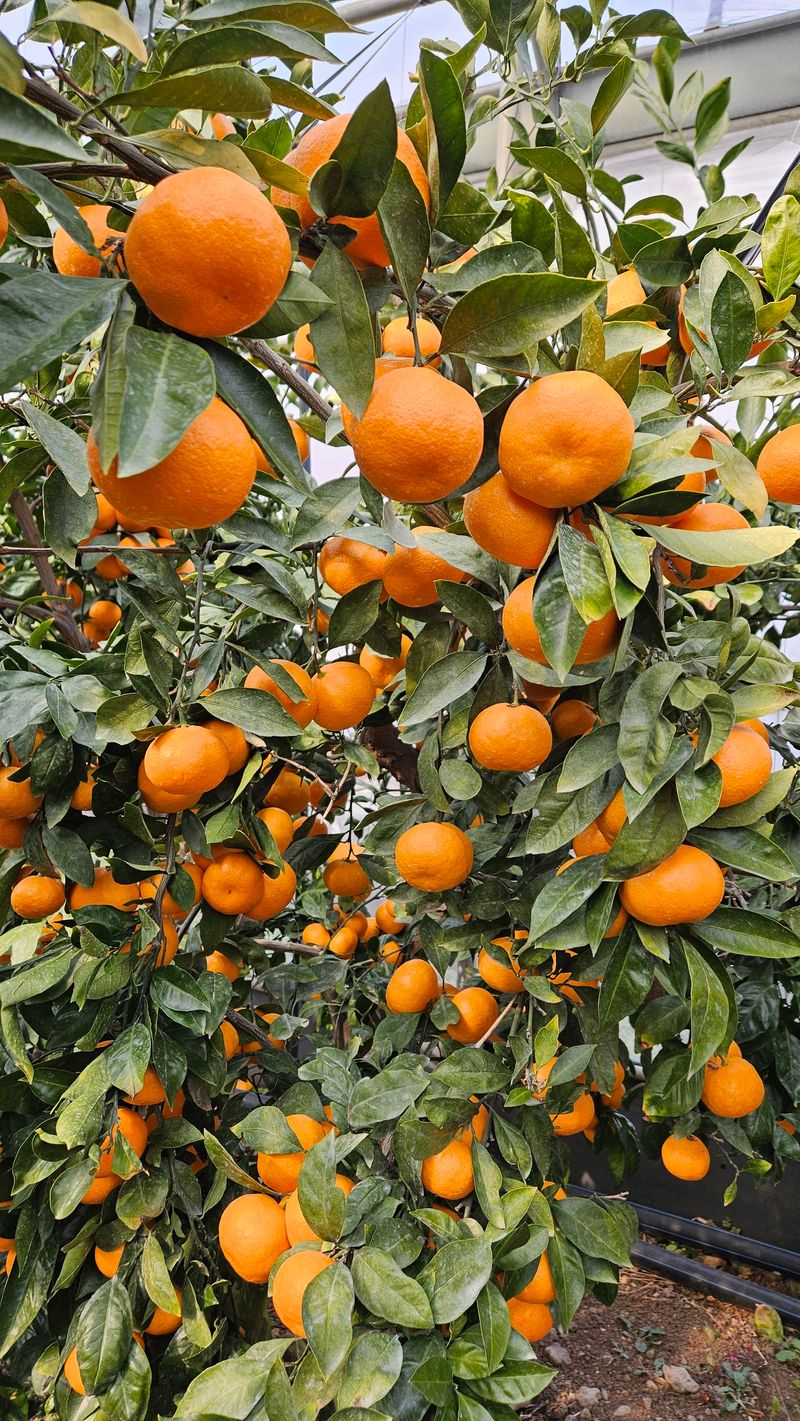 고강농원 강영자님의 장터 판매 상품 [고강농원 비가림하우스귤 ] 첨부 사진