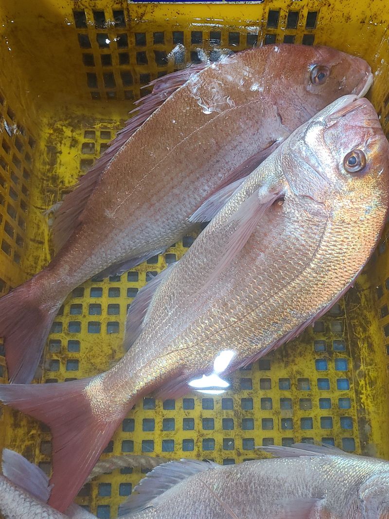 장터 상품 [국내산 참돔회 도미 필렛 숙성회 2kg 3kg 매운탕용 머리,뼈 매운탕 소스 제공] 썸네일
