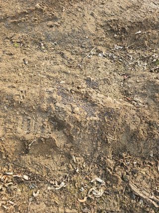 뿌리묘목농원님의 자유주제 · 자유게시판 작성글 사진