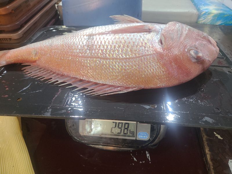 김진국님의 장터 판매 상품 [국내산 참돔회 도미 필렛 숙성회 2kg 3kg 매운탕용 머리,뼈 매운탕 소스 제공] 첨부 사진