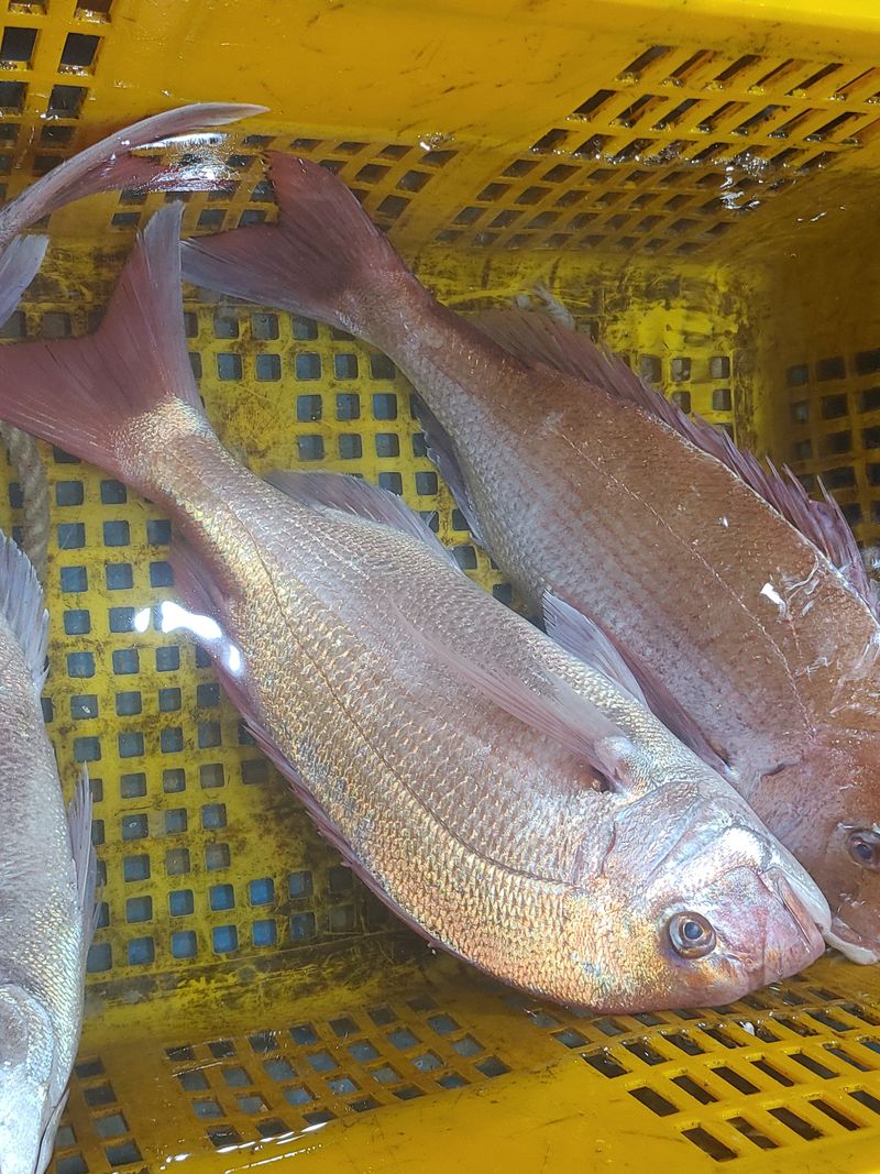 김진국님의 장터 판매 상품 [국내산 참돔회 도미 필렛 숙성회 2kg 3kg 매운탕용 머리,뼈 매운탕 소스 제공] 첨부 사진