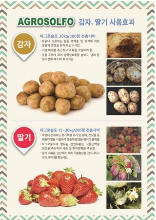 대산농사대장님의 감자 · 자유게시판 작성글 사진