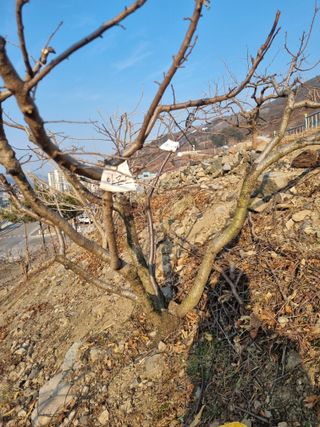 김용대님의 자유주제 · 자유게시판 작성글 사진