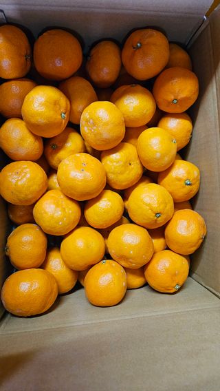 고강농원 강영자님의 작성글 사진