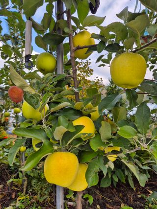 곰배령 사과 농원님의 2024년 출석왕중왕 결과 공유해요 👑 · 참여글 작성글 사진