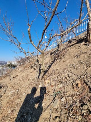 김용대님의 자유주제 · 자유게시판 작성글 사진