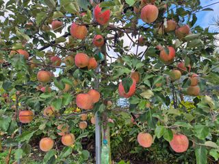 곰배령 사과 농원님의 2024년 출석왕중왕 결과 공유해요 👑 · 참여글 작성글 사진