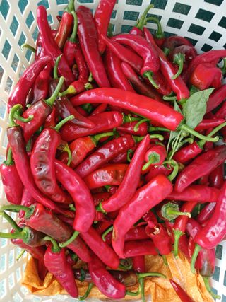 화성단삼님의 2024년 출석왕중왕 결과 공유해요 👑 · 참여글 작성글 사진