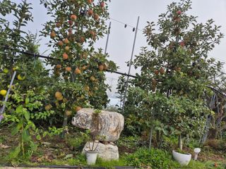 곰배령 사과 농원님의 2024년 출석왕중왕 결과 공유해요 👑 · 참여글 작성글 사진