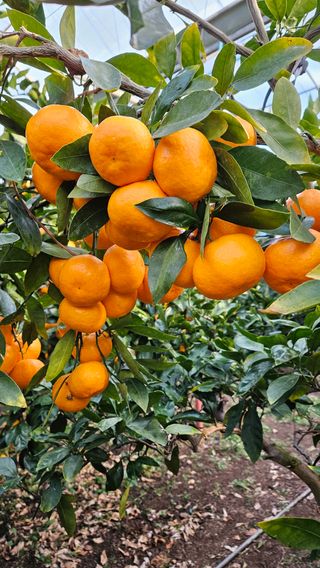 고강농원 강영자님의 작성글 사진