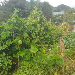 가평규남터밭농사님의 2024년 출석왕중왕 결과 공유해요 👑 · 참여글 작성글 사진