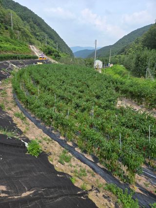 손영국님의 2024년 출석왕중왕 결과 공유해요 👑 · 참여글 작성글 사진