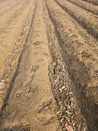 뿌리묘목농원님의 자유주제 · 자유게시판 작성글 사진