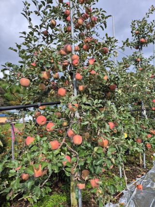 곰배령 사과 농원님의 2024년 출석왕중왕 결과 공유해요 👑 · 참여글 작성글 사진