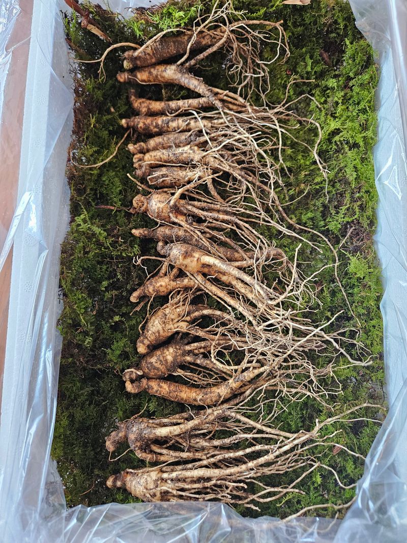 스마일님의 장터 판매 상품 [장뇌산삼] 첨부 사진