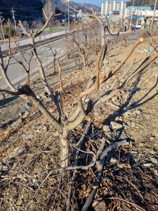 김용대님의 자유주제 · 자유게시판 작성글 사진