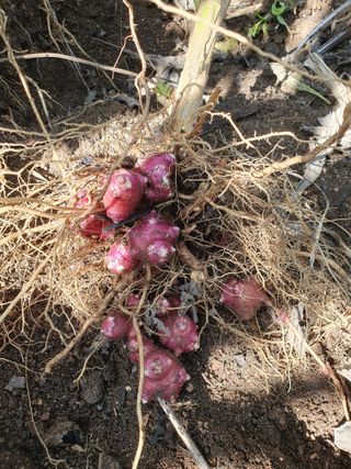 하예산방15926님의 2024년 출석왕중왕 결과 공유해요 👑 · 참여글 작성글 사진