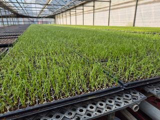 청운농원육묘장님의 자유주제 · 자유게시판 작성글 사진