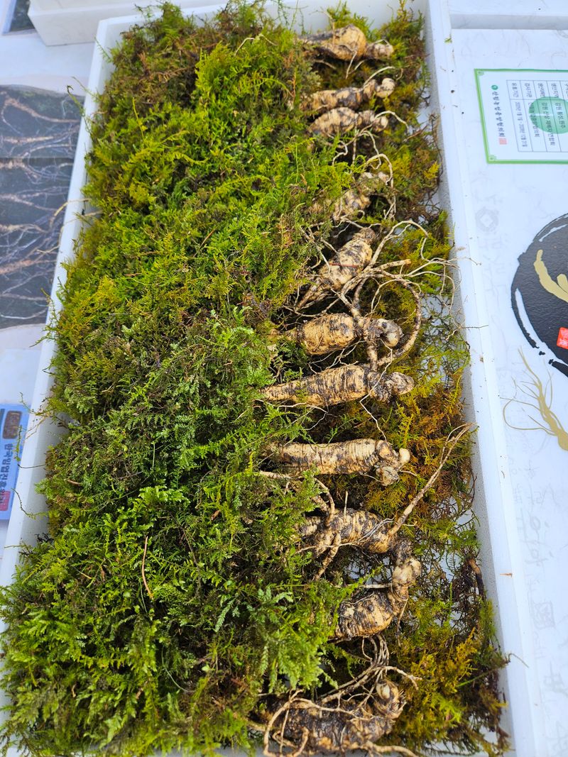 스마일님의 장터 판매 상품 [장뇌산삼] 첨부 사진