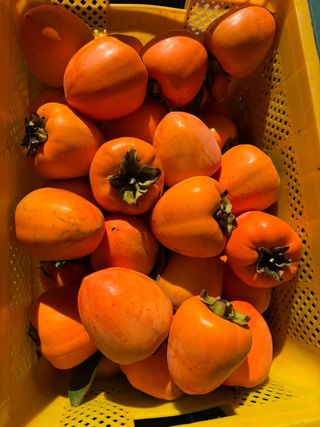 농부손녀님의 작성글 사진