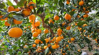 고강농원 강영자님의 작성글 사진