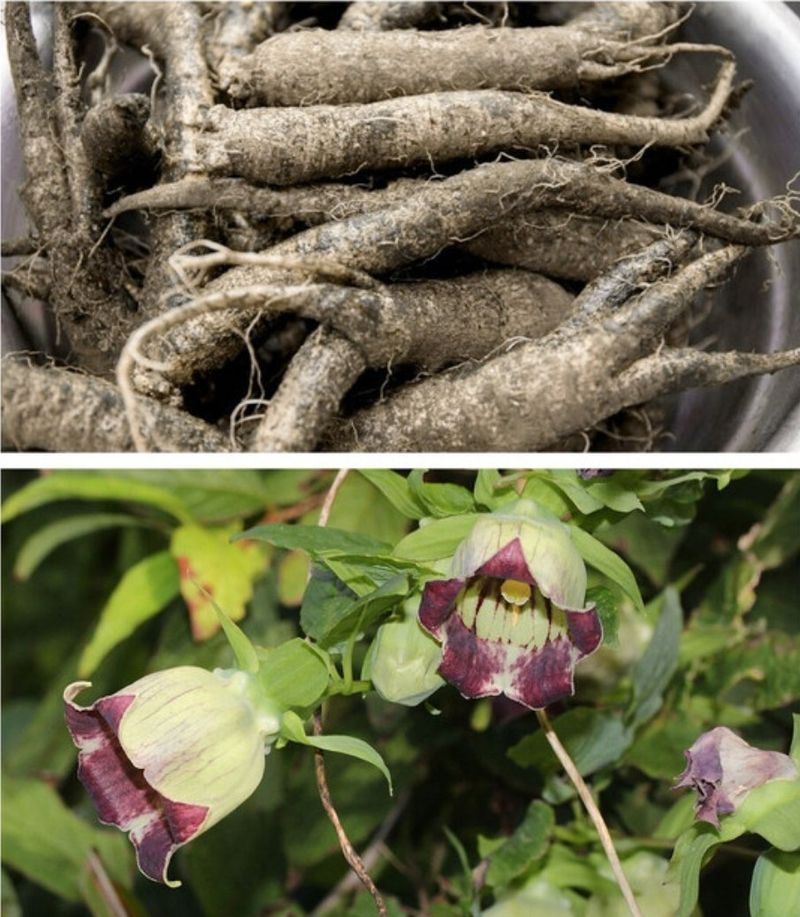 대산농사대장님의 장터 판매 상품 [토종더덕30g  대포장] 첨부 사진