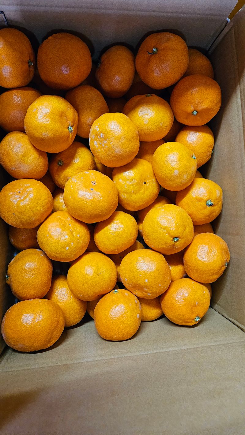 장터 상품 [고강농원 비가림하우스귤 ] 썸네일