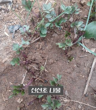 무료지식나눔 팜닥터님의 자유주제 · 사진전 작성글 사진