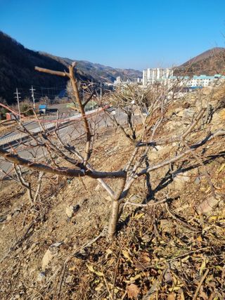 김용대님의 자유주제 · 자유게시판 작성글 사진