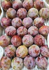 팜모닝 2024년 출석왕중왕 결과 공유해요 👑·참여글 게시글 이미지