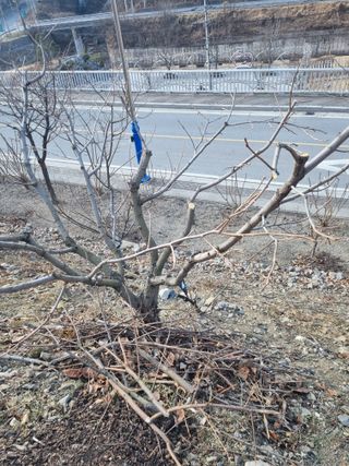 김용대님의 자유주제 · 자유게시판 작성글 사진