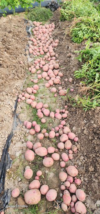 한밭골님의 2024년 출석왕중왕 결과 공유해요 👑 · 참여글 작성글 사진