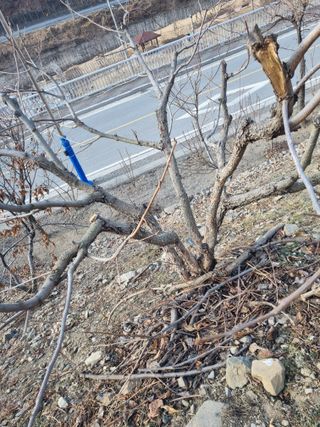 김용대님의 자유주제 · 자유게시판 작성글 사진