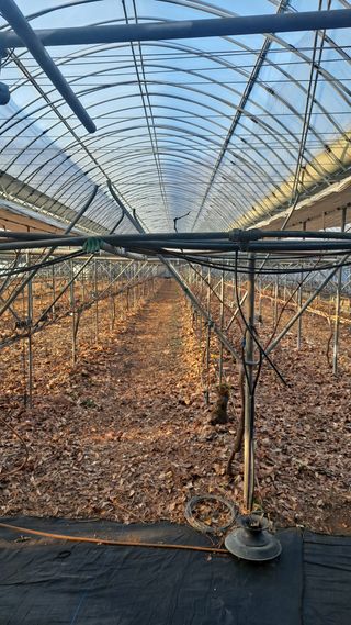 모포리흰개 님의 포도 · 자유게시판 작성글 사진