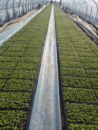 병풍취산채농원님의 자유주제 · 자유게시판 작성글 사진