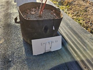 뿡뿡농장님의 2024년 출석왕중왕 결과 공유해요 👑 · 참여글 작성글 사진