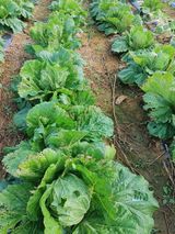 팜모닝 2024년 출석왕중왕 결과 공유해요 👑·참여글 게시글 이미지