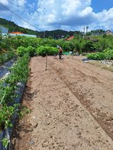 팜모닝 2024년 출석왕중왕 결과 공유해요 👑·참여글 게시글 이미지