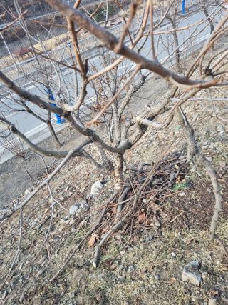 김용대님의 자유주제 · 자유게시판 작성글 사진