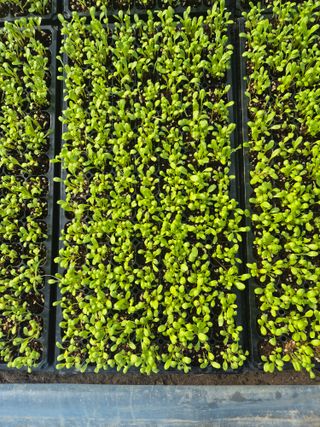 병풍취산채농원님의 자유주제 · 자유게시판 작성글 사진