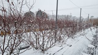 해피베리팜최순덕님의 2024년 출석왕중왕 결과 공유해요 👑 · 참여글 작성글 사진