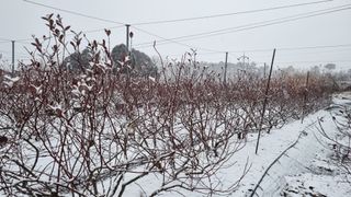 해피베리팜최순덕님의 2024년 출석왕중왕 결과 공유해요 👑 · 참여글 작성글 사진