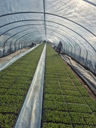 병풍취산채농원님의 자유주제 · 자유게시판 작성글 사진