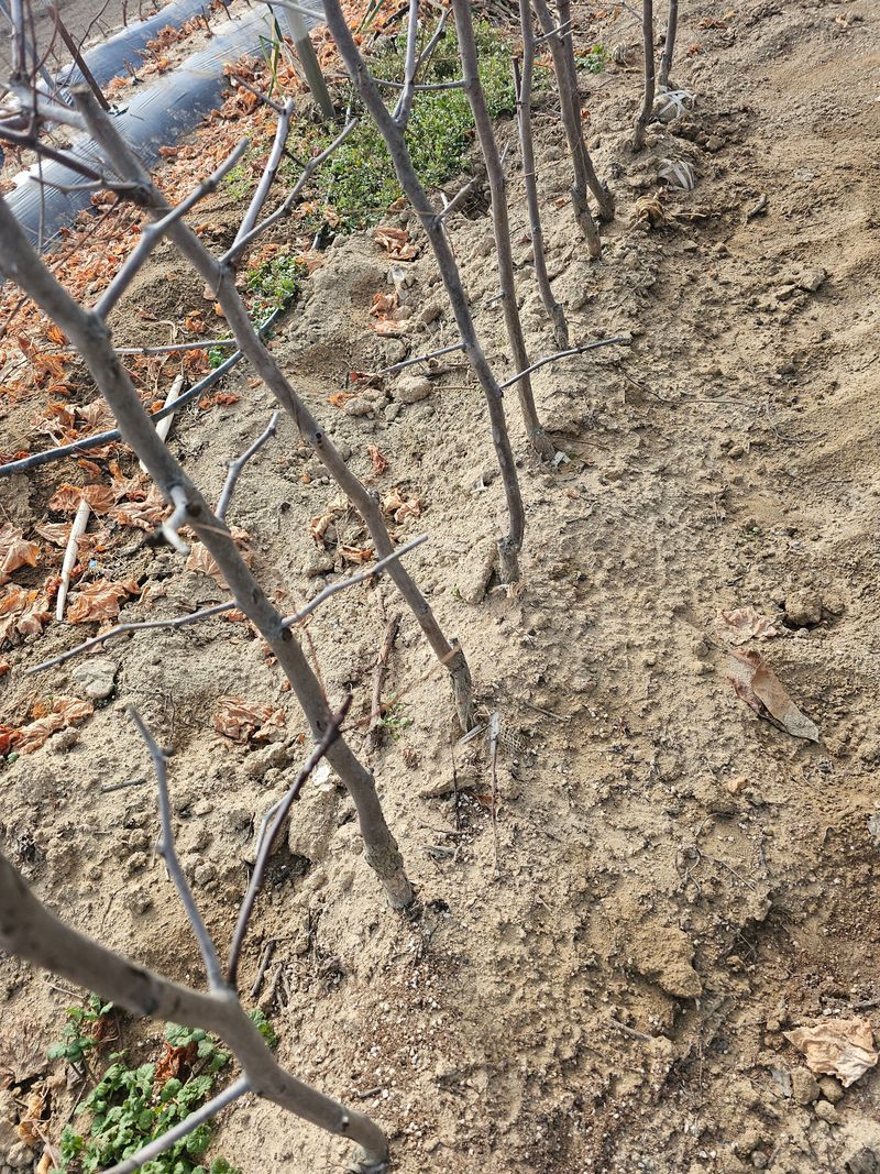 뿌리묘목농원님의 장터 판매 상품 [사과대추 3년생 분묘 ] 첨부 사진