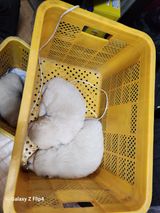 팜모닝 자유주제·자유게시판 게시글 이미지